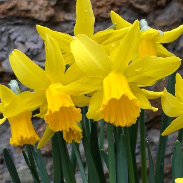 February Gold Daffodil (Narcissus cyclamineus February Gold) Hero Img